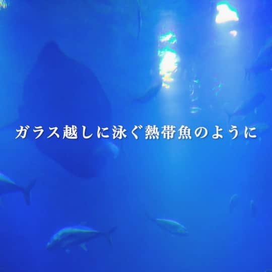 尼丁隆吉のインスタグラム：「3rd Mini album「LIFE」 M3「アクアリウム」  #アクアリウム  #水族館 #オリジナル楽曲　#18歳」