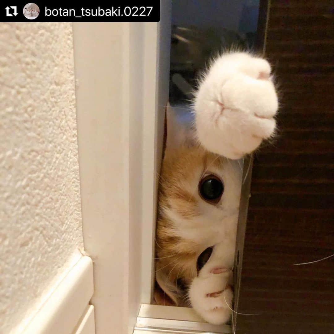 ねこのインスタグラム