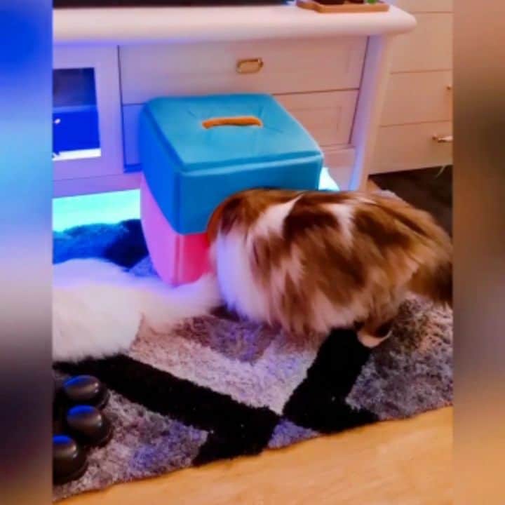 Kenshin & Chloeyのインスタグラム：「I thought you're not gonna fit in there brofur! 😂🤪 #ififitisleep」