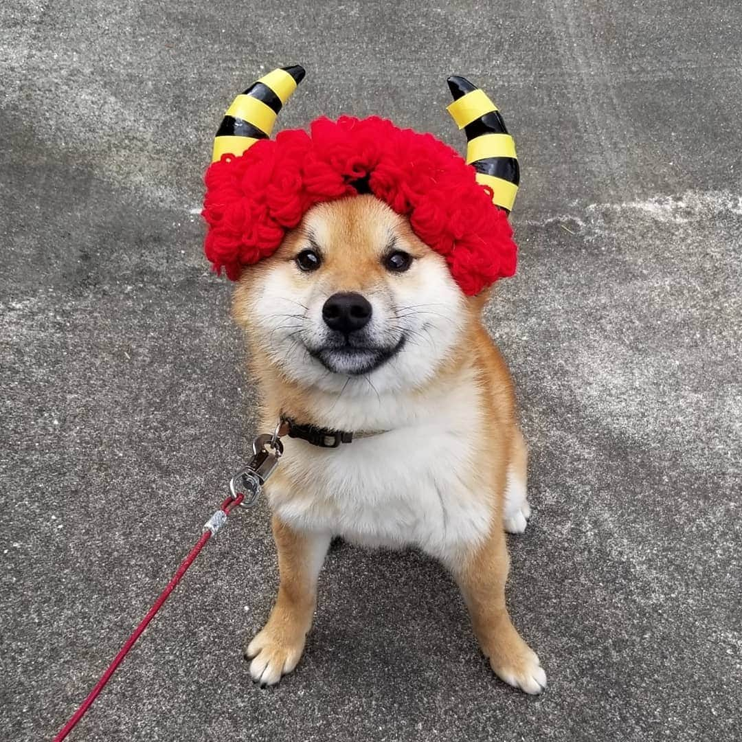 柴犬たま Shibainu Tamaのインスタグラム