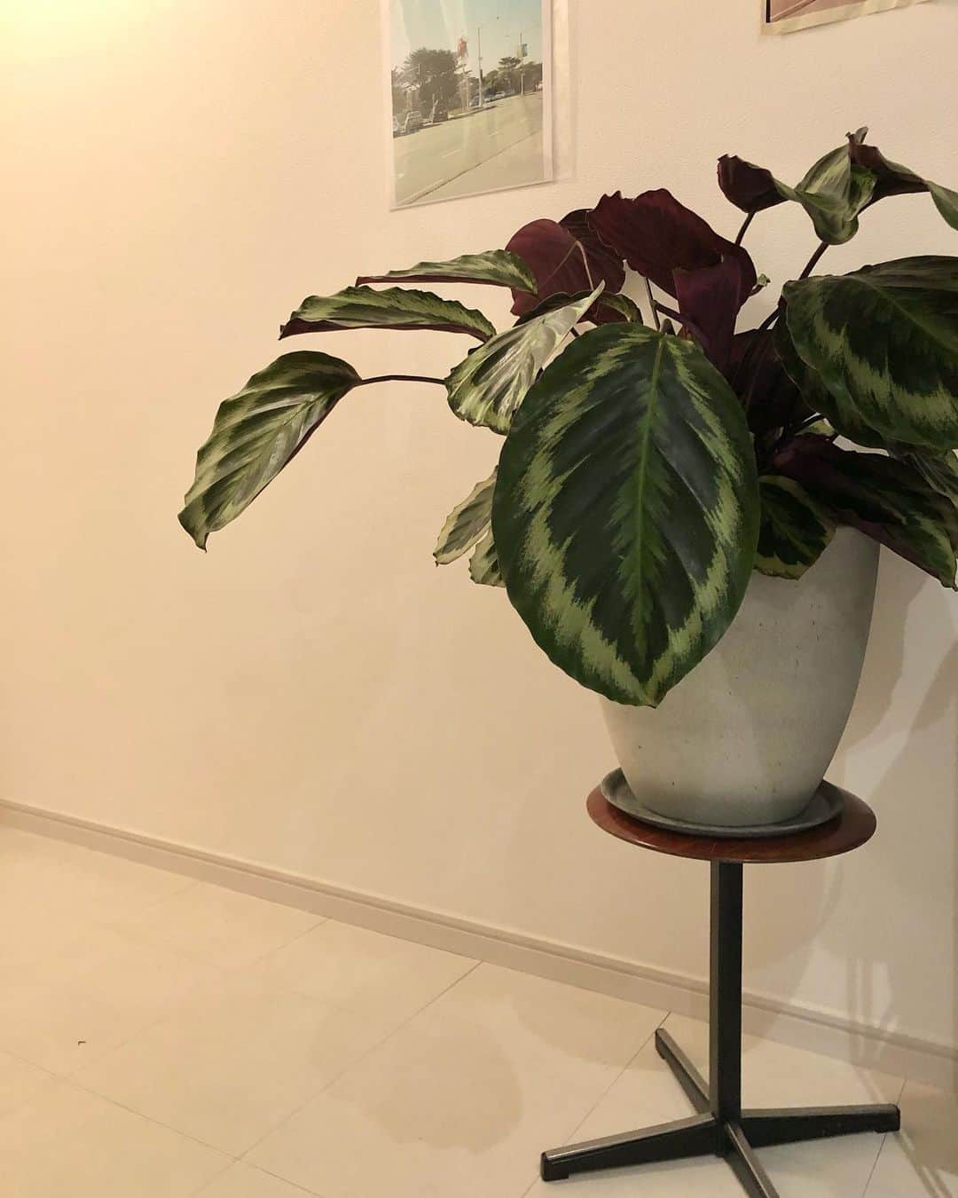 関根祥子のインスタグラム：「新しい植物をお迎え🪴 嬉しい☺️  明日は立春！  #カラテア」