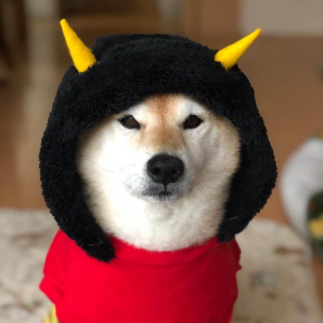 マロたんのインスタグラム：「違和感が…なさすぎる…👹 #ジワる  #鬼は外福は内  #三点リーダー症候群  #柴犬 #shiba #shibainu」