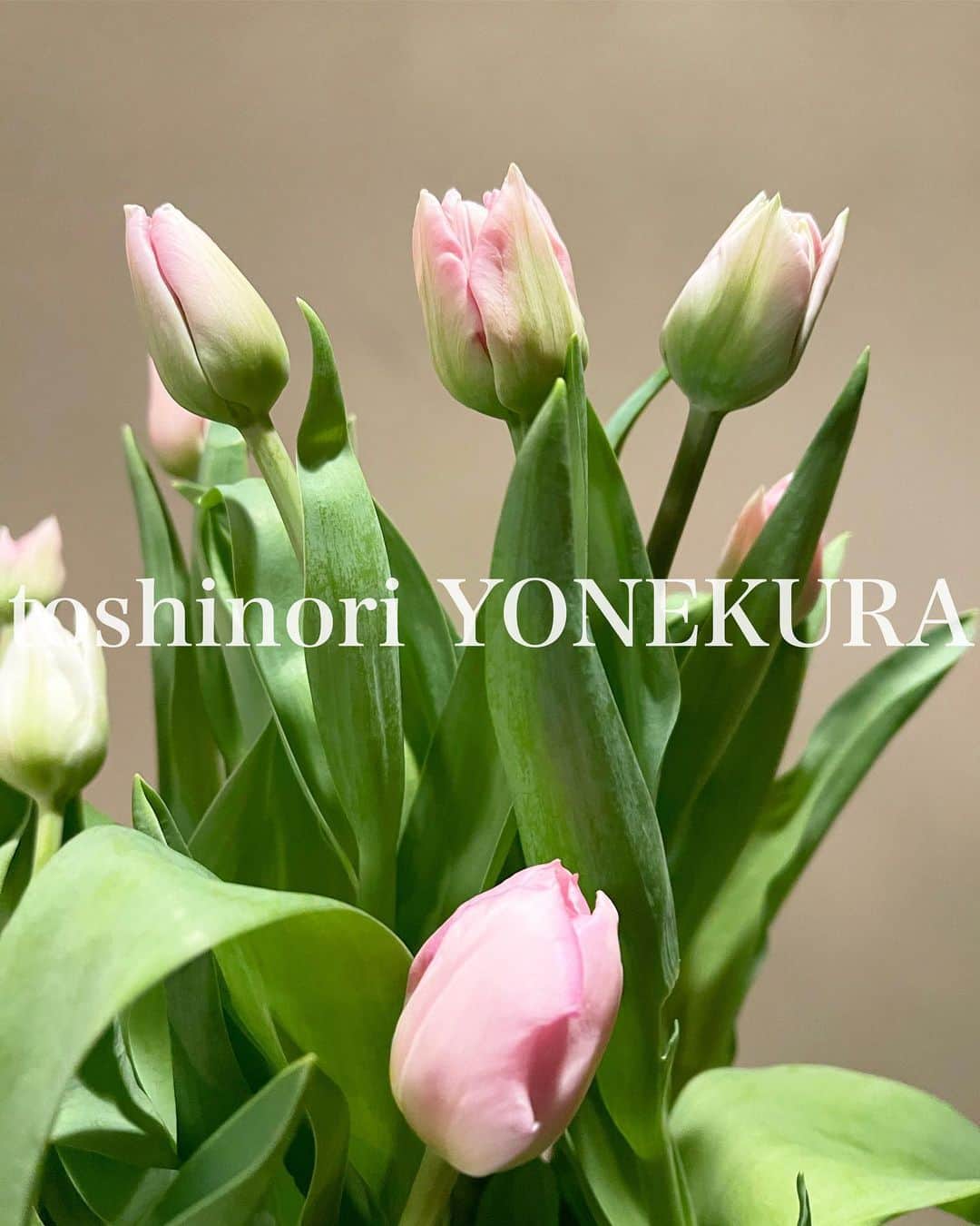 米倉利紀さんのインスタグラム写真 - (米倉利紀Instagram)「flowers of this week #男花 #花のある生活」2月2日 18時34分 - toshi_yonekura