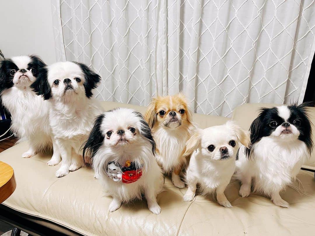 juntowaのインスタグラム：「豆くれの顔。#歳の数より#食べました」