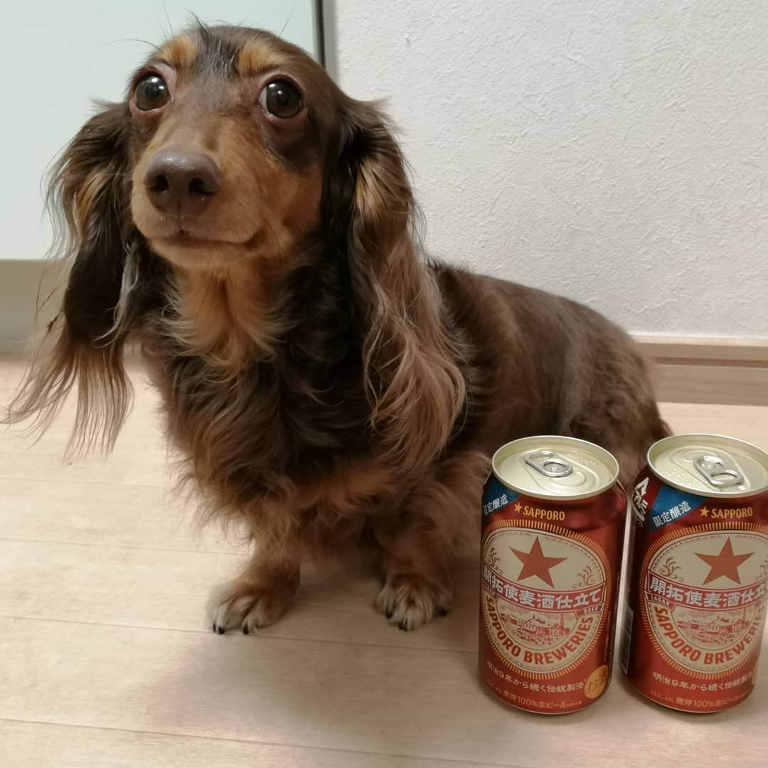 ななこのインスタグラム：「私ミーハーなもんで。。。 #lagar  ※ ※ #犬 #愛犬 #ダックス #カニンヘン　 #dog #dachshund #dogstagram  #doxie #instadog #instadachshund  #petstagram #dachshundsofinstagram」