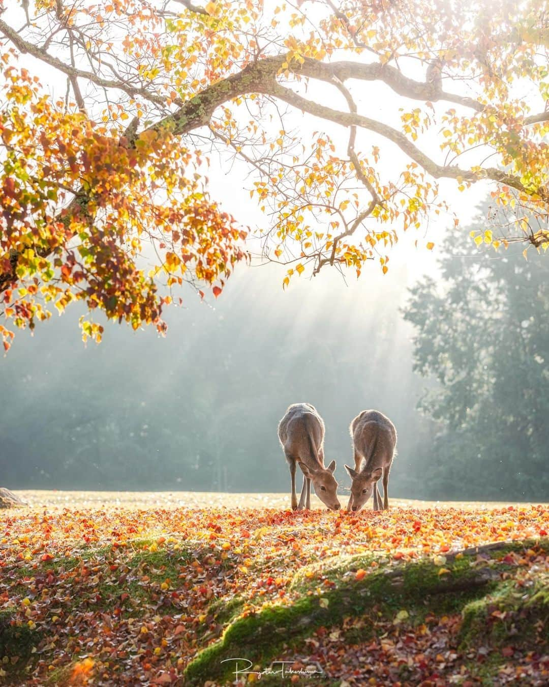 Canon Asiaさんのインスタグラム写真 - (Canon AsiaInstagram)「Feeling the warm, fuzzy love 💛  with this stunning shot by @_take_taro at Nara Park, Japan.⁣ .⁣ This shot excelled in the balance of background, foreground and middle ground elements to hold the viewer's interest and add depth to the image. Ryotaro shares that the sunbeams came out unexpectedly on this cloudy day, adding a somewhat magical touch to the photo.⁣ .⁣ 📷 Image by @_take_taro_ using the Canon EOS R • EF70-200mm f/2.8L IS II USM • f/4.5 • ISO 500 • 1/1600 • 102mm⁣ .⁣ Got a stunning shot you're proud of? Tag them with #canonasia or submit them on My Canon Story, link in bio!⁣ .⁣ #canonasia #photography #explore #sunrays #deer #animal #nara #wildlife #soft #composition #sky #canon #lens #inspiration #subject #japan」2月2日 19時00分 - canonasia