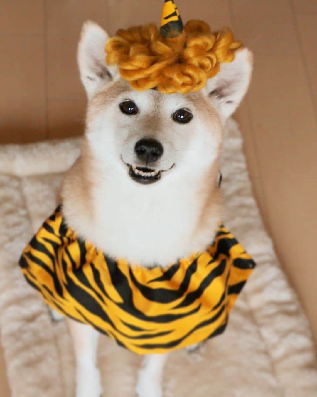 柴犬 けんしろう ゆりあのインスタグラム：「👹⚡️  にゃは〜♡ あたちにはお豆さんじゃなくて チーズボーロちゃんなげて〜😋  #節分 #鬼は外福は内 #しっぽの生えた子はみんな家へ」