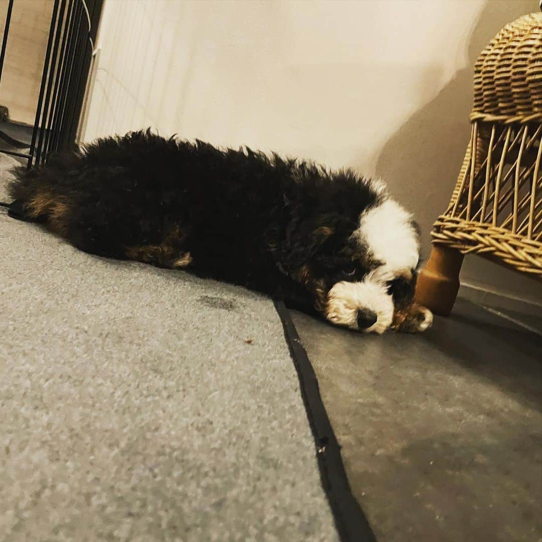 高橋幸宏さんのインスタグラム写真 - (高橋幸宏Instagram)「もう1日長くて、眠いの、、、  #puppy  #赤ちゃん犬」2月2日 19時08分 - room66_yukihiro