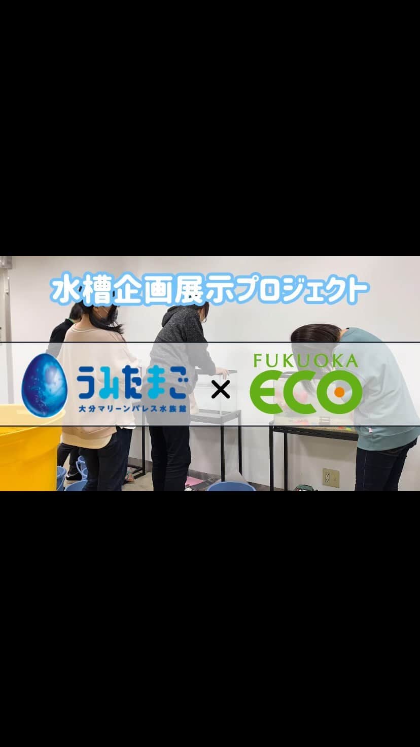 【公式】福岡ECO動物海洋専門学校のインスタグラム：「特別水槽展示プロジェクト🐠始動‼️ うみたまご様にご協力いただき、学生がゼロから企画、デザイン、立ち上げまで手がけた特別水槽展示が出来るまでを早送りでお届け⏩」