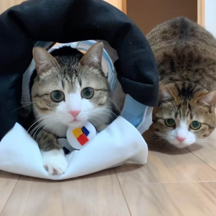すずめくんのインスタグラム：「👹👹  124年ぶりの2/2の節分の日🐱❤️  豆まきしたにゃりか〜？👹  #節分の日  #鬼は外福は内  #恵方巻き   Setsubun today!  The demon is outside and the fortune is inside!」