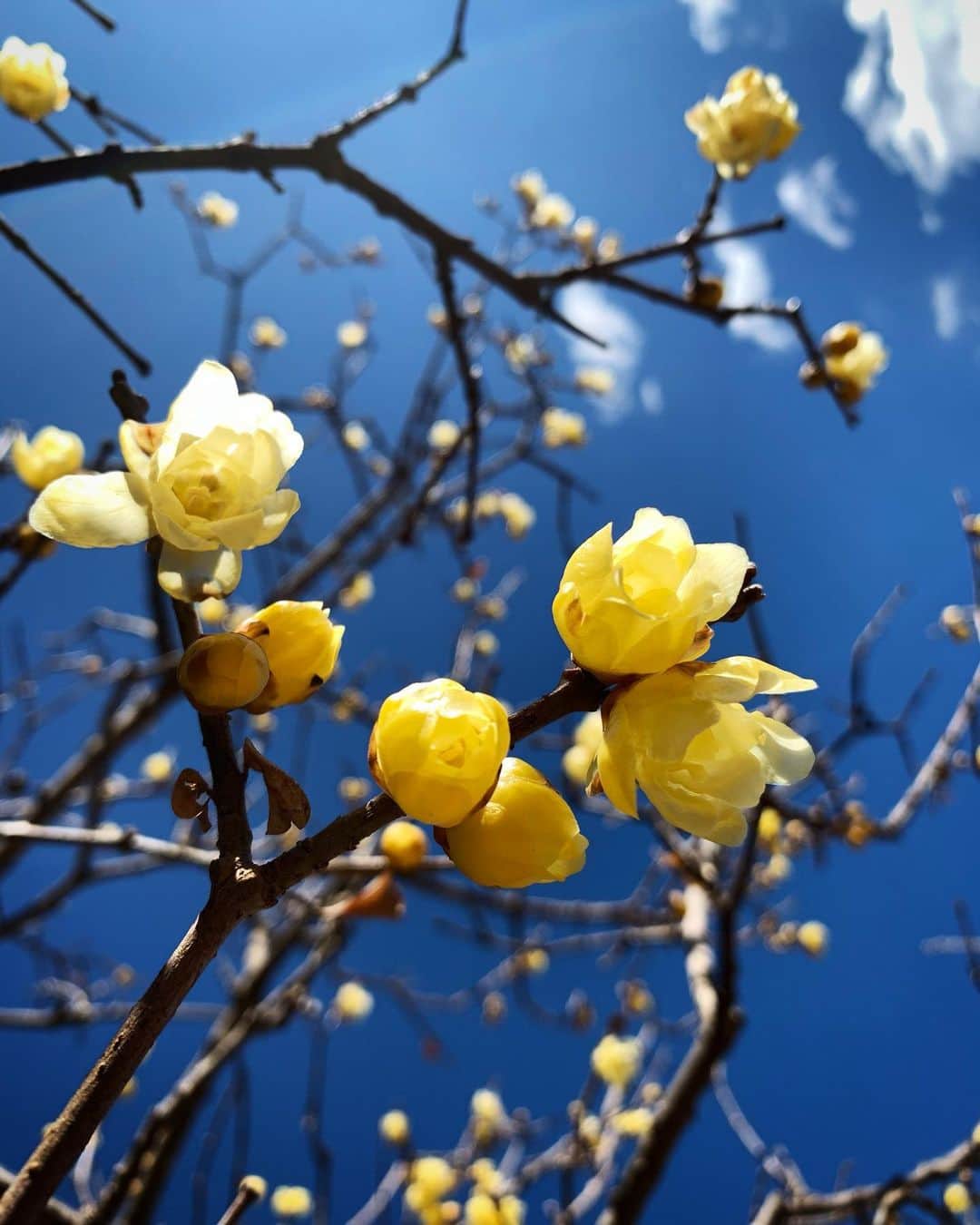 井浦新さんのインスタグラム写真 - (井浦新Instagram)「蝋梅が香気を放つ 春の始まりはもうすぐそこまで来てる #節分 #蝋梅 #花言葉 #慈愛」2月2日 19時33分 - el_arata_nest