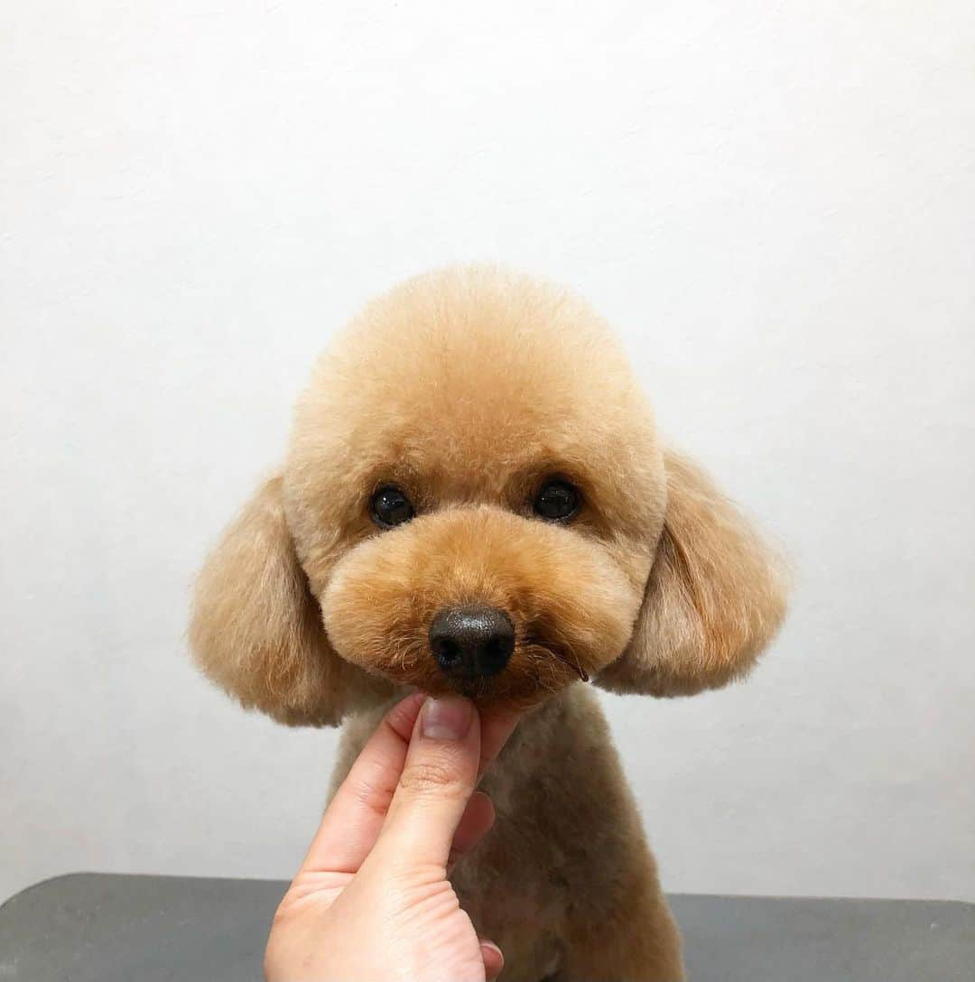 doghug (ドッグハグ) 豊洲本店のインスタグラム