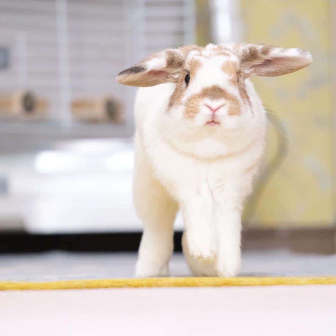 usagraphのインスタグラム：「ついに飛んだ😂 ぱたぱたぱた💨 ＊ ＊ ＊ #うさぎ　#rabbit #bunny #アニマル写真部　＃instabunnies #igersjp  #tokyocameraclub #東京カメラ部  #bunnystagram  #うさぎ部 #ホーランドロップ #hollandlop  #ファインダー越しの私の世界  #myfujilove  #今日もx日和　＃cutepets」