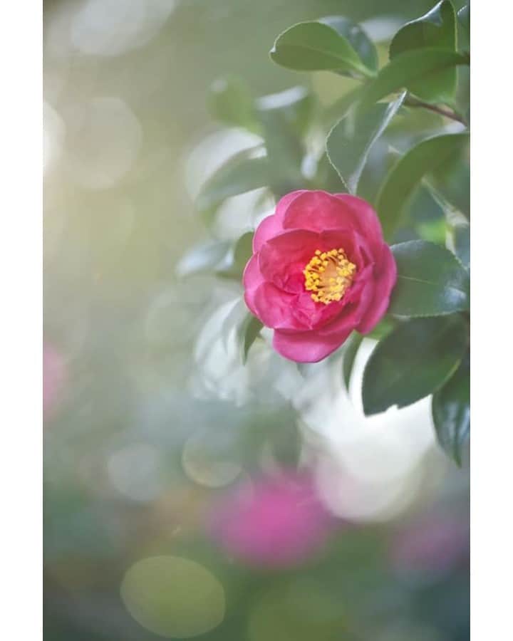 花の写真館のインスタグラム：「Photo by Maki Moriwaki.⠀ .⠀ Original Post[投稿いただいたURL]⠀ https://www.facebook.com/photo.php?fbid=2496350273853862⠀ .⠀ 本アカウントは、 #私の花の写真 をつけてInstagramに投稿された皆さまの花の写真や、「花の写真館」Facebookページで投稿された花の写真を紹介します。⠀ 「花の写真館」Facebookページは、「 @floral.photograph 」のプロフィールにあるURLからご覧ください。⠀ .⠀ ※各自、政府、自治体など公的機関の指示に従った行動をお願いします。⠀⠀ 東京カメラ部および分室では、写真を「見る楽しみ」を提供することを通して、微力ながら皆様にわずかな時間でも癒しをお届けしたいと思っております。⠀ ※本アカウントは東京カメラ部がFacebook、Instagramのサービスを利用して運営しているもので、Facebook社・Instagramとは一切関係ありません。⠀ .⠀ #花の写真館 #floralphotograph #floralphoto #flower #flowers⠀ Follow: @floral.photograph」