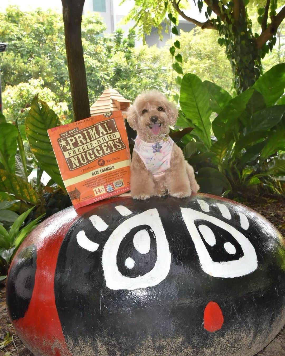 Truffle??松露?トリュフさんのインスタグラム写真 - (Truffle??松露?トリュフInstagram)「📆(2Feb21) Happy 🌴⭕️🌴 so happy mummy brought my yummy #primalpetfoods to the park so I can have a mini picnic there! 😁😋 #trufflenb2k #b2kpet」2月2日 19時56分 - trufflethetrouble