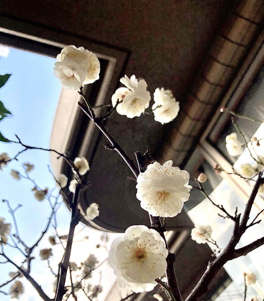 世良公則さんのインスタグラム写真 - (世良公則Instagram)「・・・・・・  あっという間に満開  そしてメジロくんも  もはやレギュラーに  節分の 我が庭先に 鬼はなし  ・・・・・・  #世良公則 #masanorisera #japanesemusician #japaneseartist #japaneseculture #plum #白梅 #メジロ #backyardgarden #庭先 #flowers」2月2日 20時17分 - masanorisera