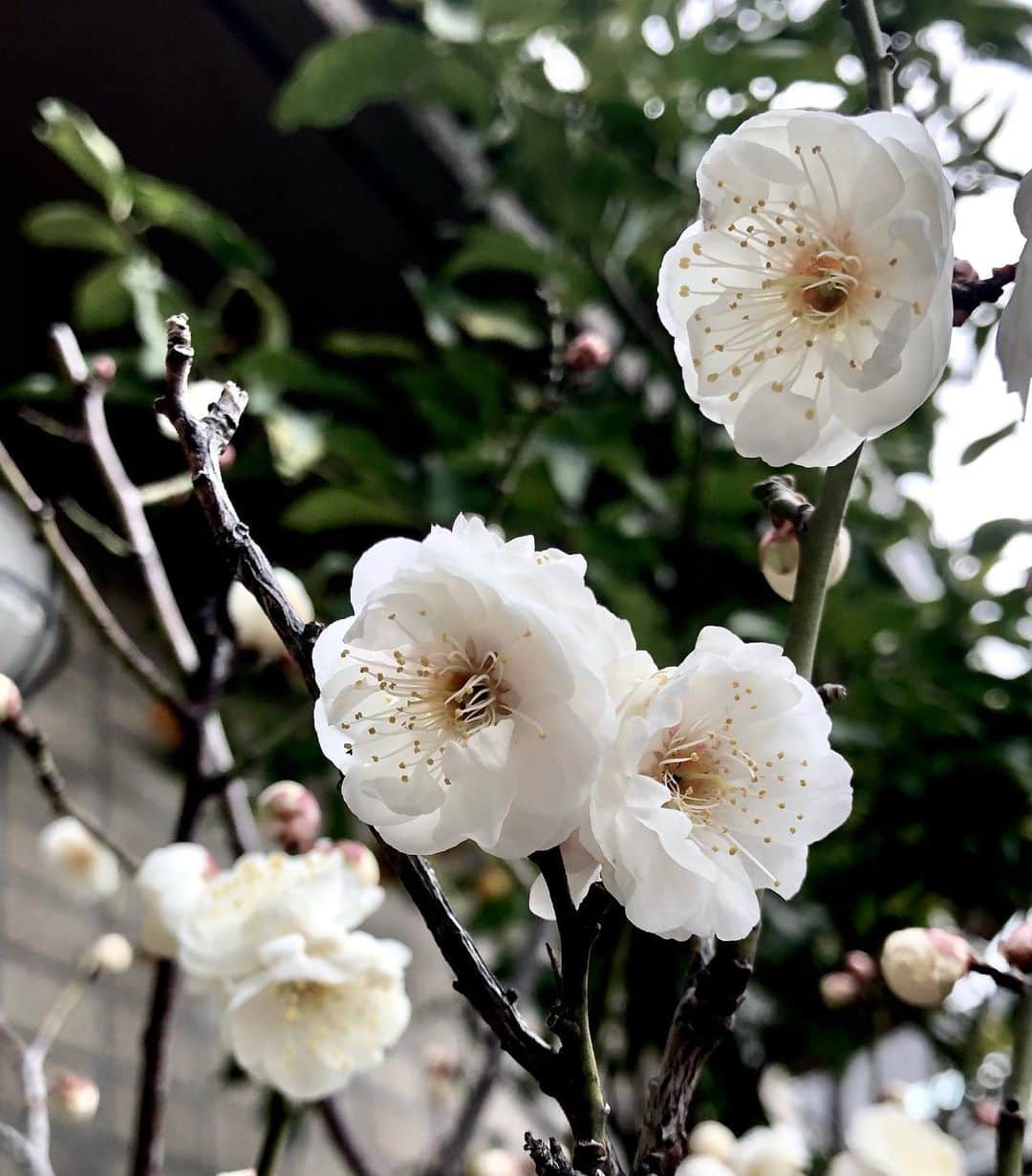 世良公則さんのインスタグラム写真 - (世良公則Instagram)「・・・・・・  あっという間に満開  そしてメジロくんも  もはやレギュラーに  節分の 我が庭先に 鬼はなし  ・・・・・・  #世良公則 #masanorisera #japanesemusician #japaneseartist #japaneseculture #plum #白梅 #メジロ #backyardgarden #庭先 #flowers」2月2日 20時17分 - masanorisera