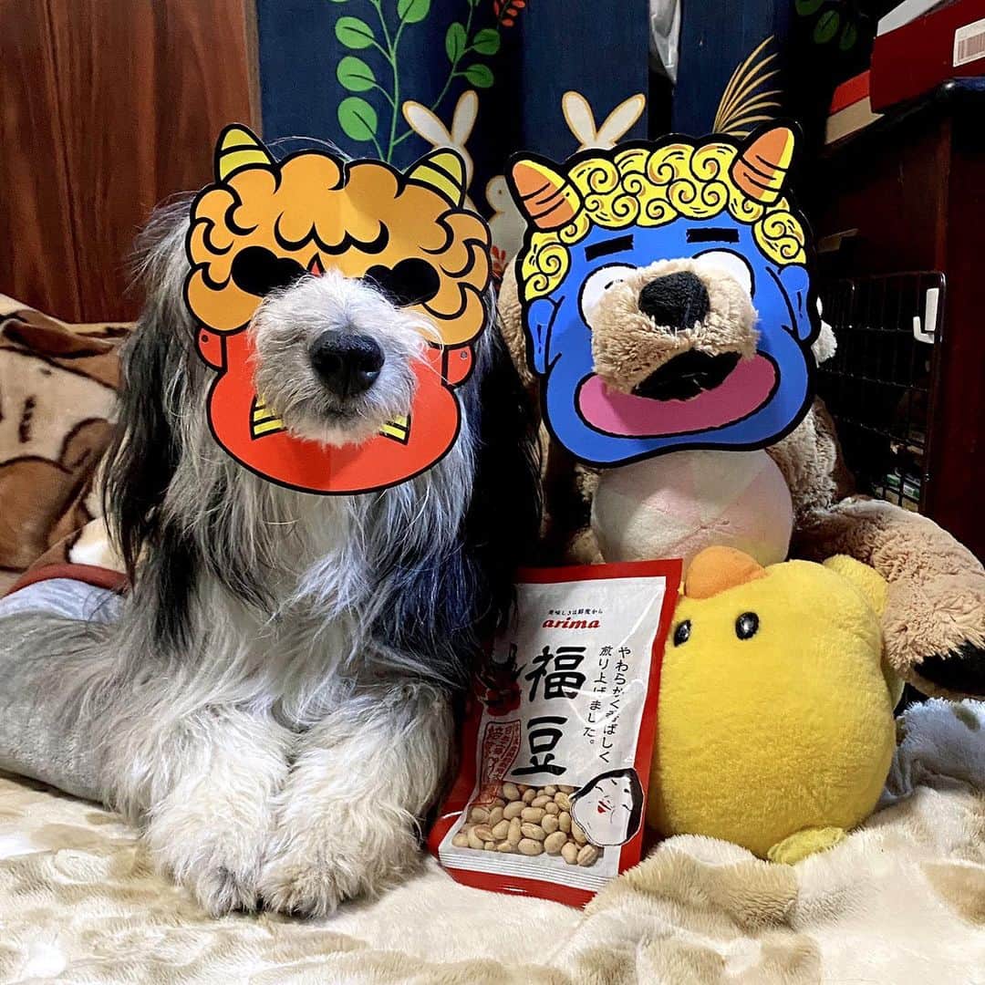 のインスタグラム：「今日は節分です。 キリッとした鬼とへへへの鬼。 福は内、鬼も内。  #ビアデッドコリー #ビアディ #beardedcollie #akaribeardie #beardie #beardedcolliesofinstagram #puppydog #puppygram  #petscorner #insta_animal #dog_ofinstagram #insta_dogs #igdog #topdogphoto #repost_ezyjp #weeklyfluff #dog_features #excellent_dogs #pecoいぬ部」