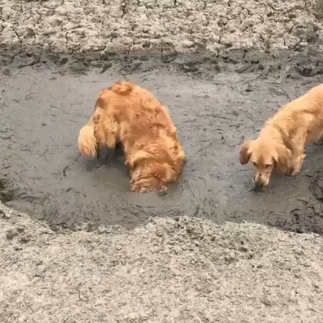 Beautiful Nature & Animalsのインスタグラム：「Tag a friend 🤣 By @cooperandcharlie_co」
