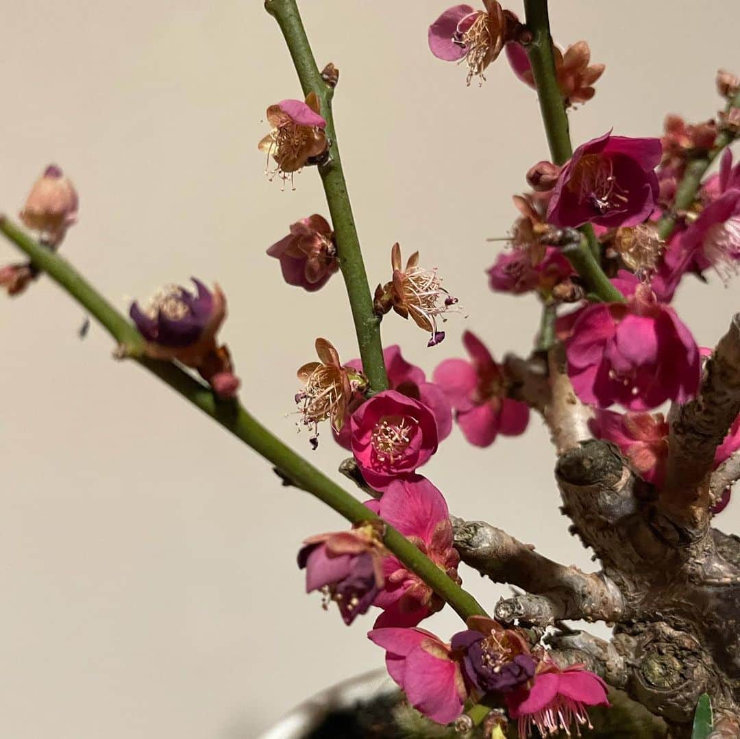 依布サラサさんのインスタグラム写真 - (依布サラサInstagram)「きょうの梅子🪴  お水もあげましたが、 やはり次のフェーズに入られています🙏  #盆栽　#ミニ盆栽　#盆栽初心者　#梅　#梅子　#きょうの梅子　#盆栽女子　#bonsai  #day14」2月2日 20時32分 - sarasaifu