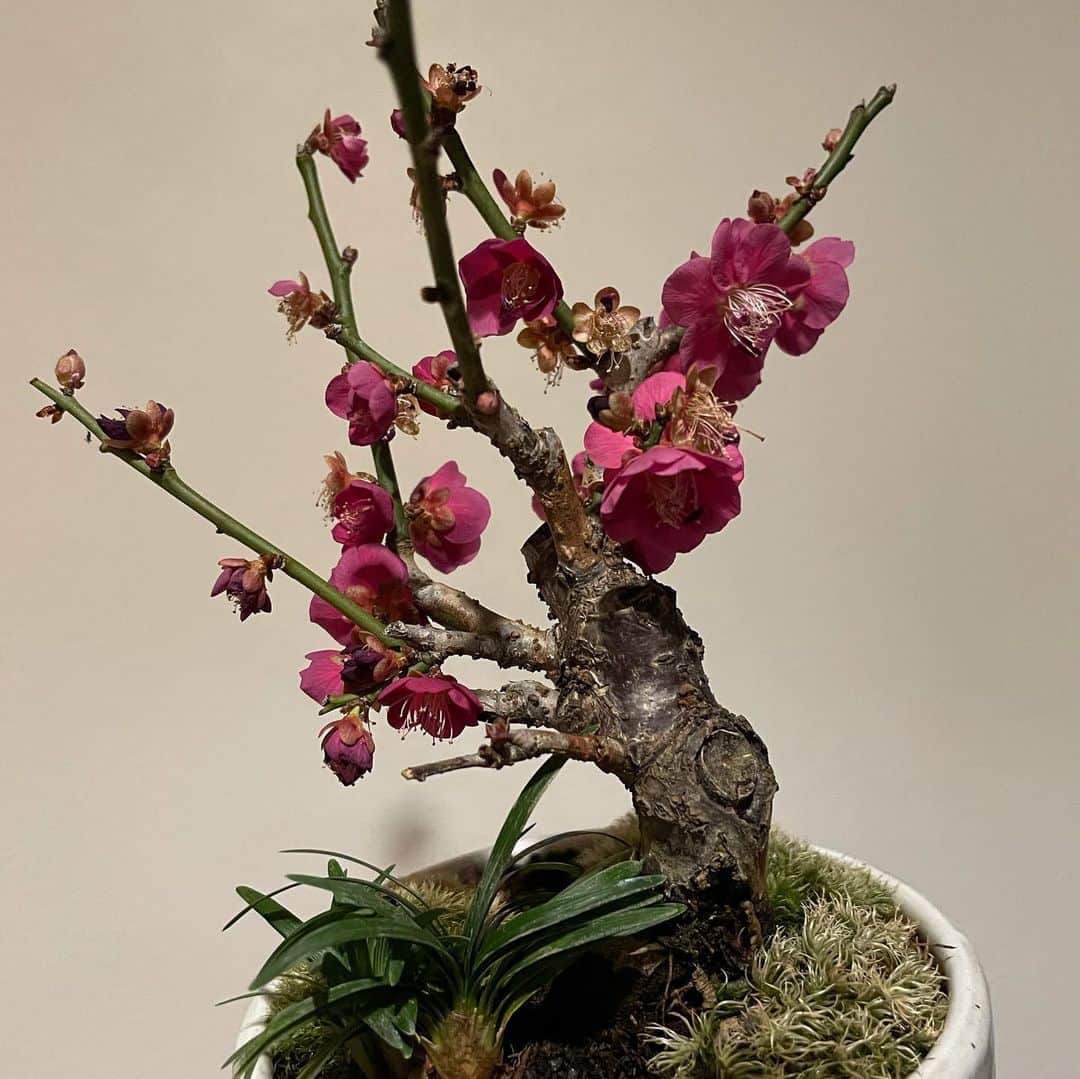 依布サラサさんのインスタグラム写真 - (依布サラサInstagram)「きょうの梅子🪴  お水もあげましたが、 やはり次のフェーズに入られています🙏  #盆栽　#ミニ盆栽　#盆栽初心者　#梅　#梅子　#きょうの梅子　#盆栽女子　#bonsai  #day14」2月2日 20時32分 - sarasaifu