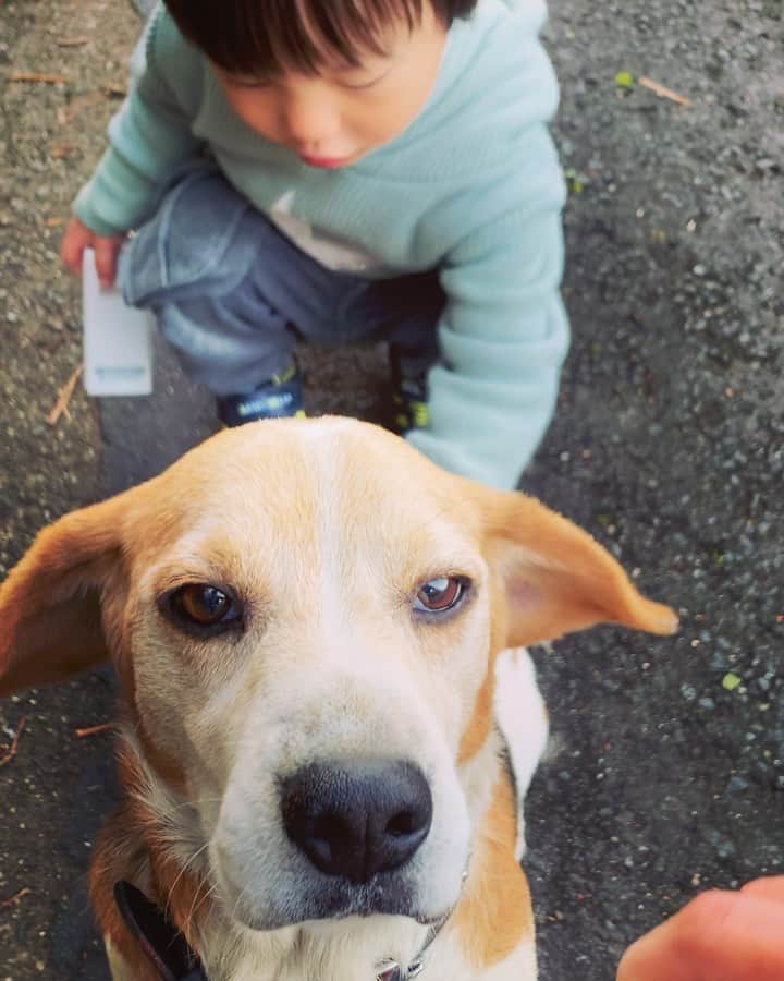 辻怜次のインスタグラム：「待てチャレンジ 〜甥っ子乱入編〜  ごめんピース、これは俺が悪かった… 甥っ子ちゃんが「大丈夫よ」って謎にピースを励ましながら撫でてあげることを「よしよし」って言ったつもりの「よし」が、食べて「よし」と混同。  #dog #dogstagram #doglover #doglife #beagle #beaglelife  #beaglelove #beaglestagram #stay #甥っ子ちゃんは何に対して大丈夫よって言ったんだろう #🐶」