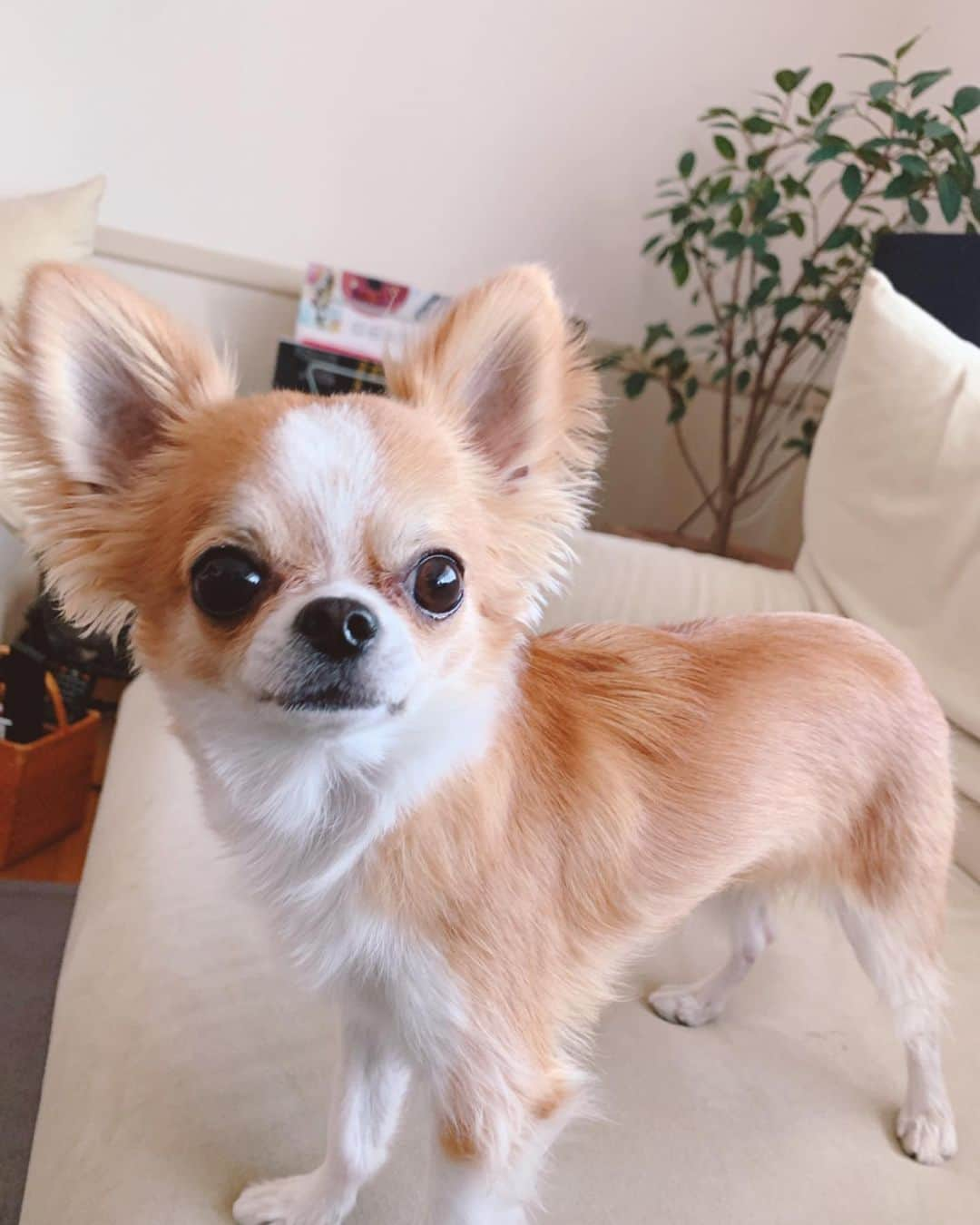 朝岡実嶺さんのインスタグラム写真 - (朝岡実嶺Instagram)「雫ちゃん、毛をカットしました🐶🧡  Shizuku got a haircut🐶🧡  #チワワ #わんこ #トリミング #散髪 #chihuahua #doggy #trimming #thedogsofinstagram」2月2日 20時43分 - mirei_asaoka