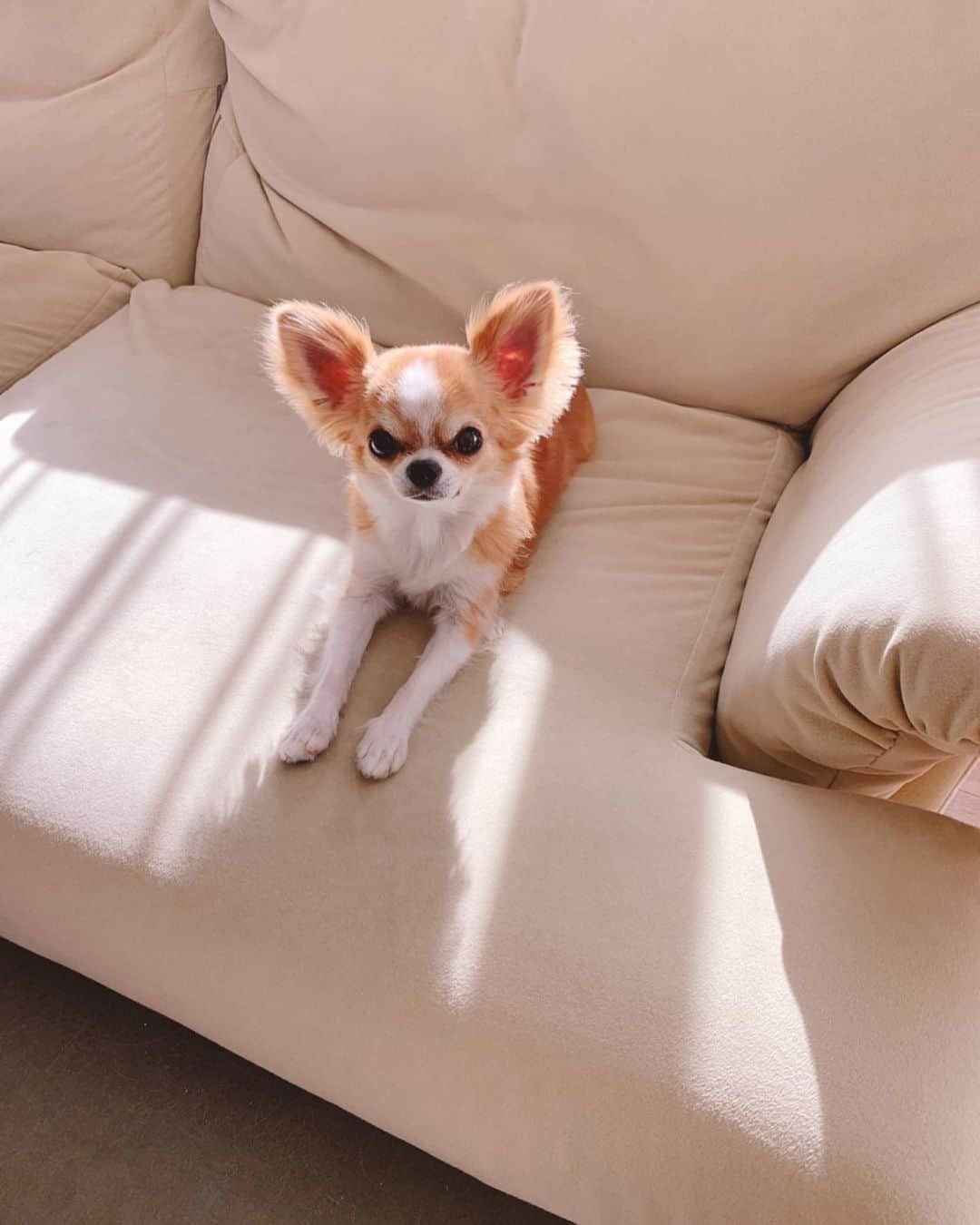 朝岡実嶺のインスタグラム：「雫ちゃん、毛をカットしました🐶🧡  Shizuku got a haircut🐶🧡  #チワワ #わんこ #トリミング #散髪 #chihuahua #doggy #trimming #thedogsofinstagram」