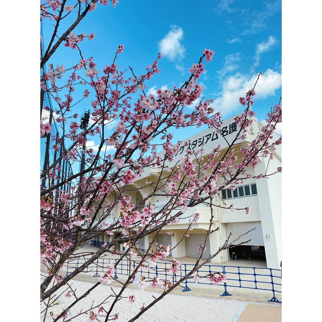 西村志野さんのインスタグラム写真 - (西村志野Instagram)「＊ キャンプ2日目の沖縄・名護は☀️→☔️→☀️ ＊ 一部メニューが室内練習になりましたが ドラフト1位 #伊藤大海 投手の初ブルペンに 飯山塾で汗を流した #清宮幸太郎 選手、#野村佑希 選手、 #中田翔 選手のロングティーなどなど 挙げきれないほど見どころたっぷりでしたね😍 #GAORA 中継も名場面だらけでした🥺💕＊ ＊ 明日も朝10時からGAORAのYouTubeなどで配信、 11時からはGAORA中継が始まります♫ 明日もご覧ください✨ ＊ 球場の周りには桜も咲いています🌸 ＊ #観てるよファイターズキャンプ #中継 #lovefighters #サクラ咲ケ #リポーター #npb #プロ野球 #北海道日本ハムファイターズ  #野球好き #プロ野球キャンプ #取材 #沖縄」2月2日 20時48分 - shinonishimura_