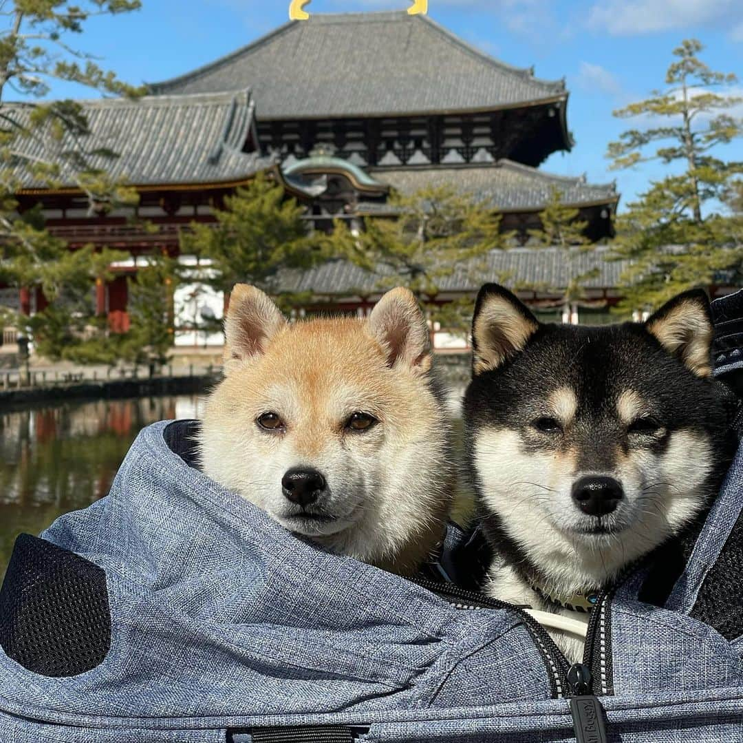 豆柴なつ&ふゆさんのインスタグラム写真 - (豆柴なつ&ふゆInstagram)「Take a walk in the neighborhood😊❤️ Todaiji Temple🌟  ちょっと足を延ばしてお散歩😊❤️東大寺・二月堂🌟   #東大寺　#二月堂 #散歩 #walking #柴犬#shiba #shibainu #shibastagram #shibamania #sweet#豆柴#癒し #pecoいぬ部#doglove #買い物 #dogstagram #dogoftheday #かわいい#instashiba #甘い#🐕📷 #ふわもこ部#shibaaaaainu #shibadog #shibaaddict #犬#instacute #柴#proudshibas #cutepets」2月2日 21時04分 - mameshiba.natsuinu56