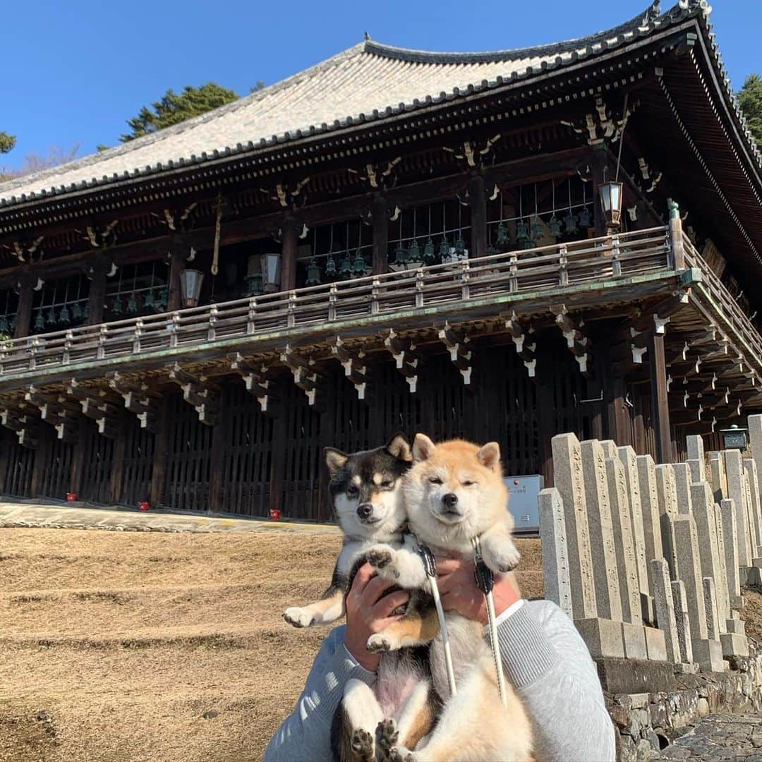 豆柴なつ&ふゆさんのインスタグラム写真 - (豆柴なつ&ふゆInstagram)「Take a walk in the neighborhood😊❤️ Todaiji Temple🌟  ちょっと足を延ばしてお散歩😊❤️東大寺・二月堂🌟   #東大寺　#二月堂 #散歩 #walking #柴犬#shiba #shibainu #shibastagram #shibamania #sweet#豆柴#癒し #pecoいぬ部#doglove #買い物 #dogstagram #dogoftheday #かわいい#instashiba #甘い#🐕📷 #ふわもこ部#shibaaaaainu #shibadog #shibaaddict #犬#instacute #柴#proudshibas #cutepets」2月2日 21時04分 - mameshiba.natsuinu56