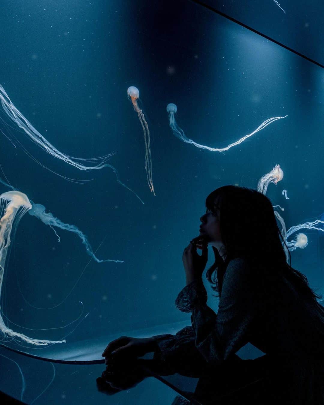 shabonのインスタグラム：「* . . . . . 海月 ༶⋆｡* . . FUJIFILM X-T4 /  XF16-55mm F2.8 R LM WR . . . . . *  #igersjp #tokyocameraclub  #東京カメラ部 #photo_shorttrip #team_jp_ #GPW_members_only #genic_mag #as_archive #worldviewmag #lovers_nippon_portrait #art_of_japan_ #jp_mood #ファインダー越しの私の世界 #japan_daytime_view #dreamermagazine #fujifilm_xseries #fujifilmxt4 #artofvisuals #1x #moodygrams #hellofrom  #今日もx日和 #ギャラリームジン #海月空感 #reflection #サンシャイン水族館 #水族館 #aquarium」
