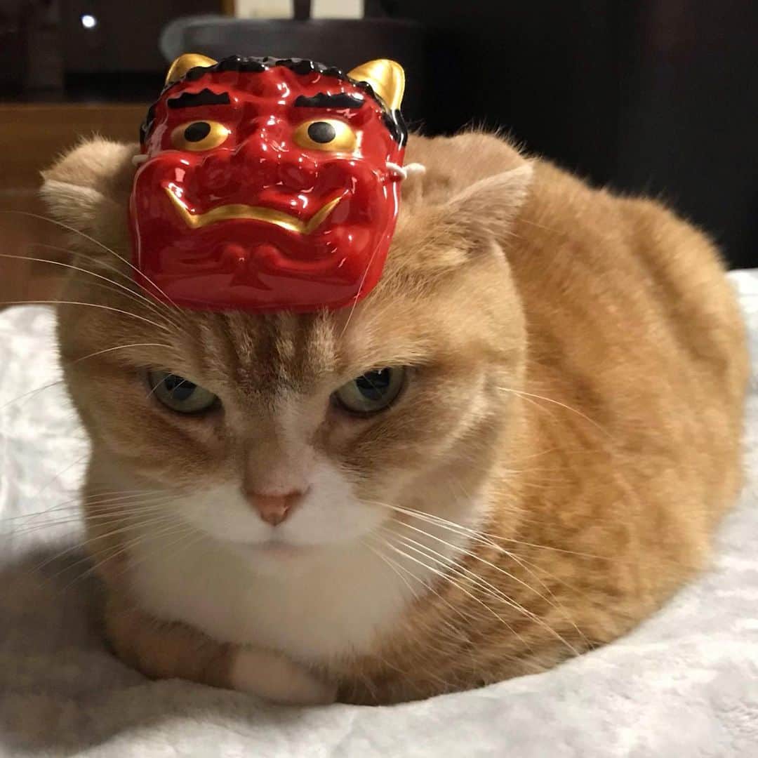 かんちゃんのインスタグラム：「． ． 今日は節分 赤鬼👺になって　チュール頂きましたにゃ🐾  Today is setsubun Setsubun is a Japanese event that prays for health and happiness. ． ． #節分　#赤鬼　#チュール #スコティッシュフォールド #猫  #cat  #cats #ねこ #ネコ #札幌 #sapporo」