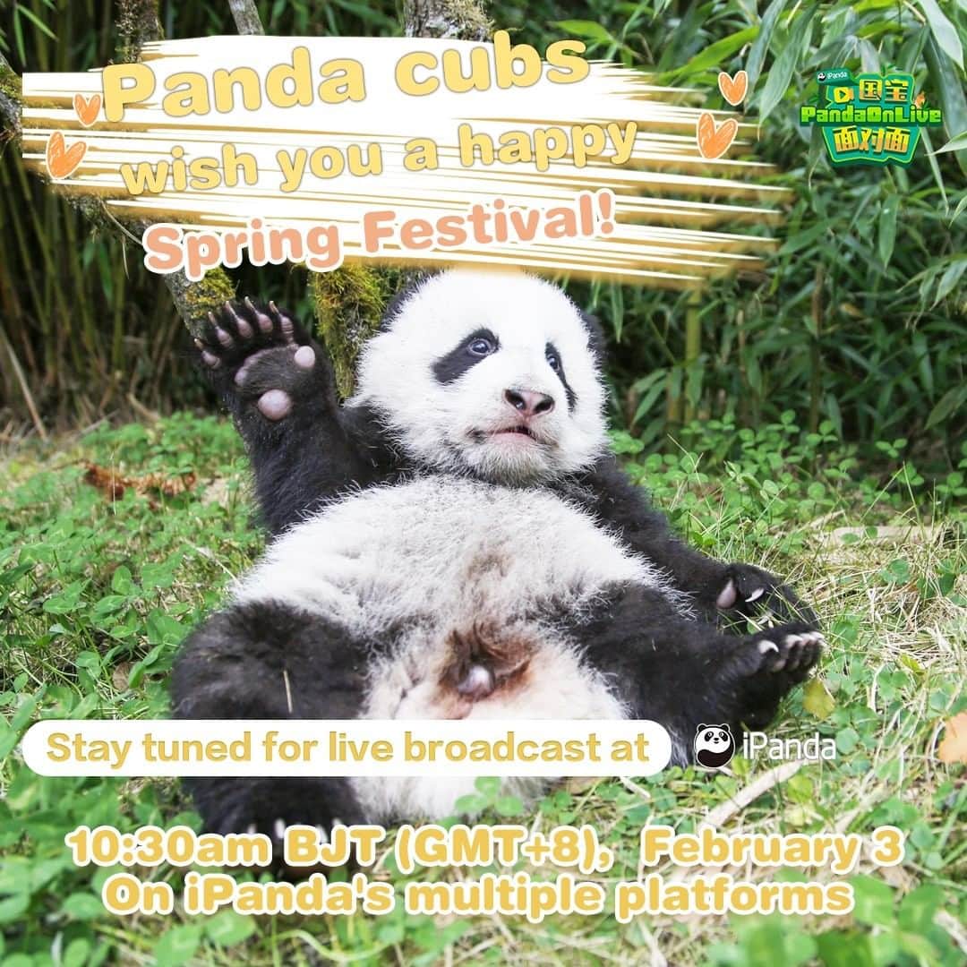 iPandaさんのインスタグラム写真 - (iPandaInstagram)「Live Preview: Cuteness overload alert!😆Are you ready to accept some super adorable Chinese New Year's blessings?😍 The panda cubs born last year at the Shenshuping panda base are gonna make group debut and send their greetings to all the panda-lovers. Please join iPanda at 10:30 am on February 3 BJT (GMT+8) on Facebook to embrace the upcoming Chinese New Year! 🥳🥳 🐼 🐼 🐼 #Panda #iPanda #Cute #FBLive #CCRCGP #HappyChineseNewYear #ChineseCulture」2月2日 21時30分 - ipandachannel