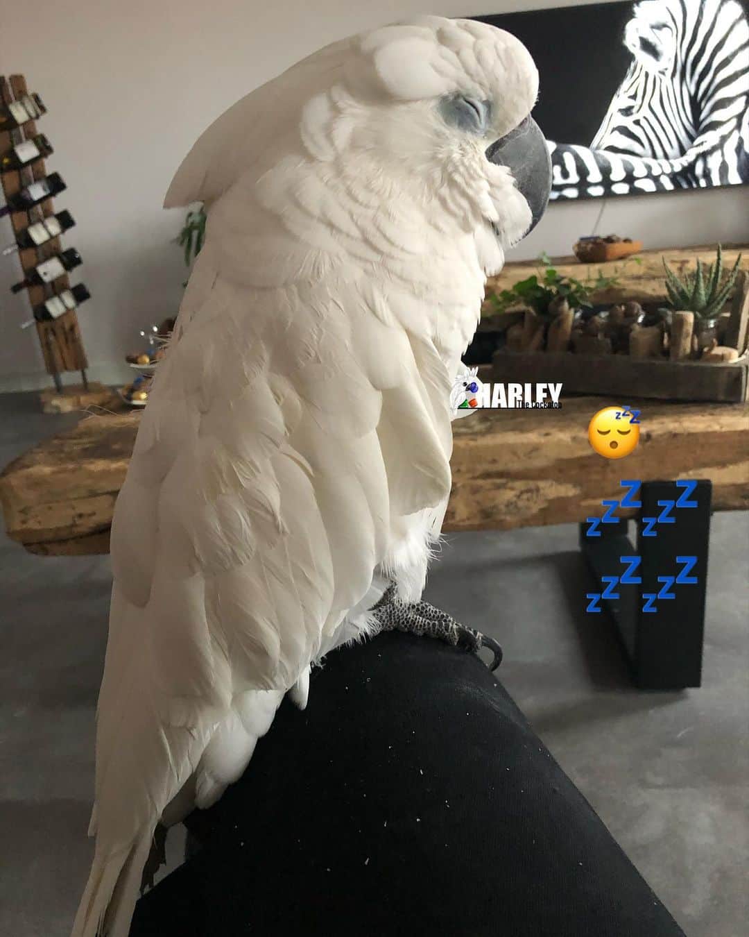 ? Enjoy Harley's Lifeのインスタグラム：「The Lazy Queen 💤💤💤💤#lazy#rainyday#makes#lazy#parrots#pets#instadaily#instagood #instagram #sleepingbeauty」