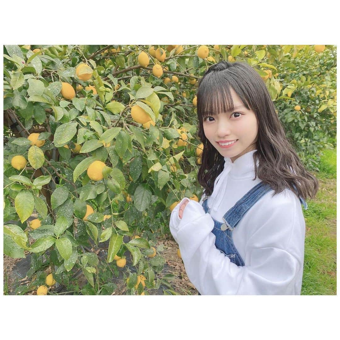 岩田陽菜さんのインスタグラム写真 - (岩田陽菜Instagram)「レモン🍋にこにこ☺✨﻿ ﻿ ﻿ ﻿ #レモン#lemon#檸檬#瀬戸田#広島#レモン狩り#オーバーオール#ヘアアレンジ#編み込み」2月2日 22時03分 - hina_naso_stu48