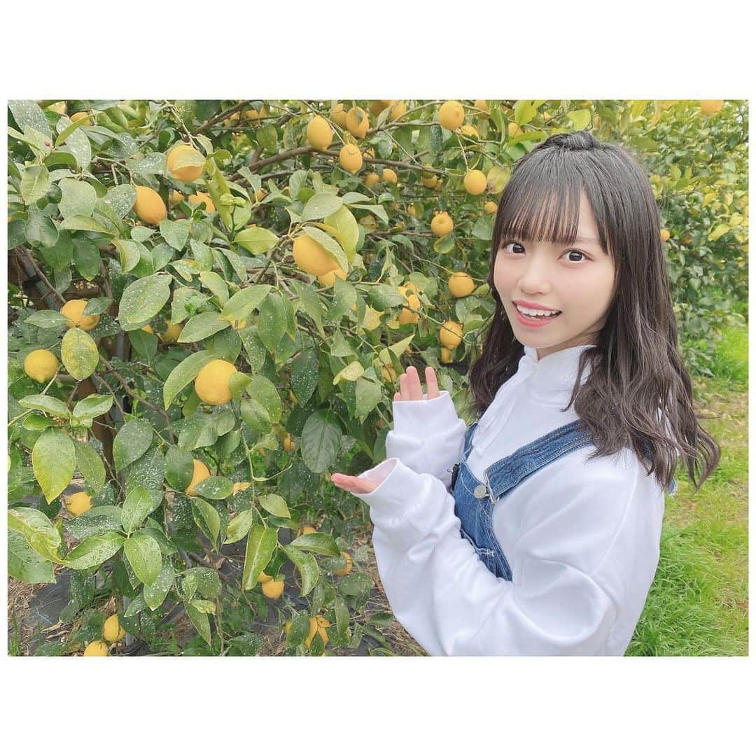 岩田陽菜さんのインスタグラム写真 - (岩田陽菜Instagram)「レモン🍋にこにこ☺✨﻿ ﻿ ﻿ ﻿ #レモン#lemon#檸檬#瀬戸田#広島#レモン狩り#オーバーオール#ヘアアレンジ#編み込み」2月2日 22時03分 - hina_naso_stu48