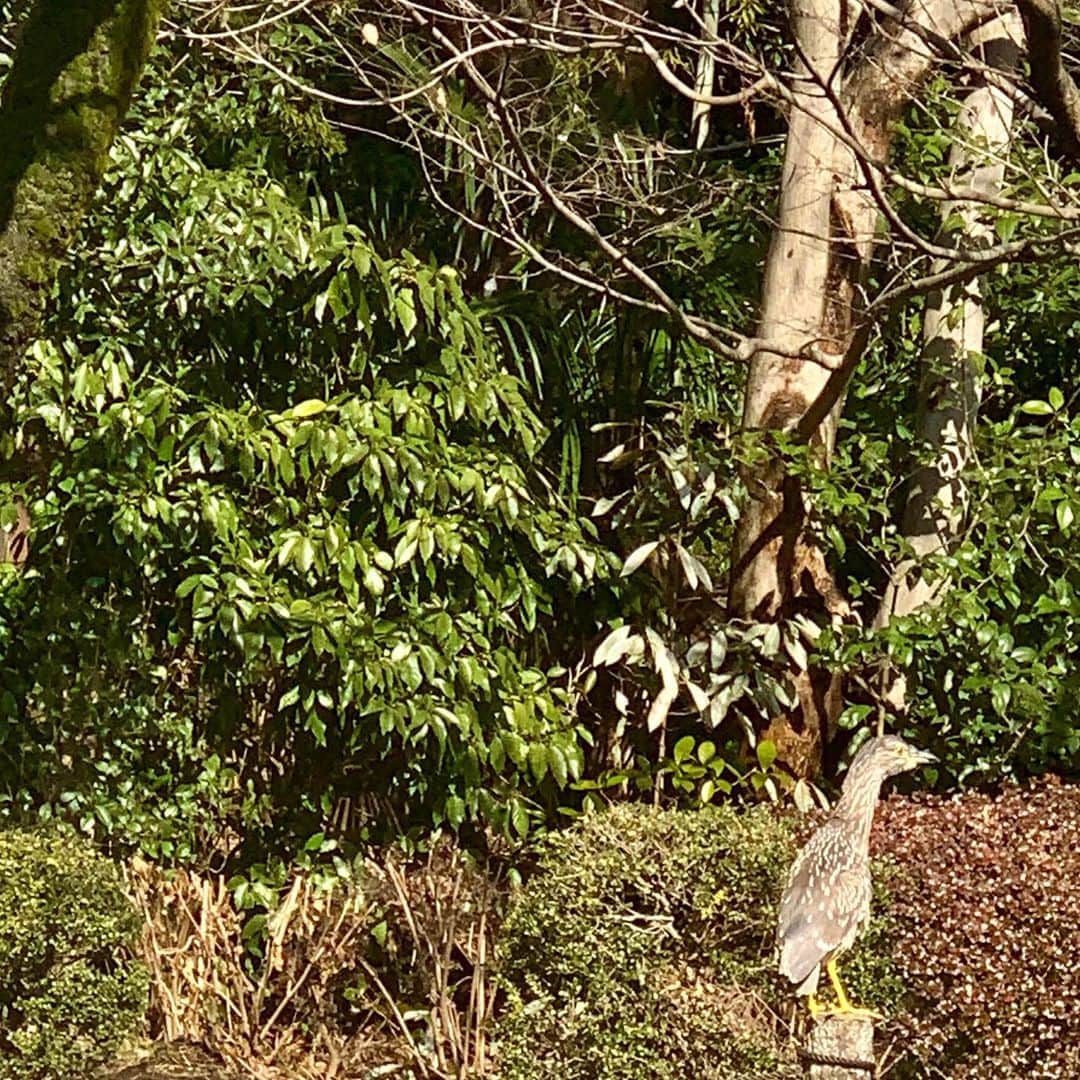 梅津有希子さんのインスタグラム写真 - (梅津有希子Instagram)「さっき見かけた鳥、なんだろ。茶色くて、脚が黄緑色っぽくて、けっこう大きくて。見たことない鳥。きれいだったなー。　#野鳥 #鳥」2月2日 22時11分 - y_umetsu