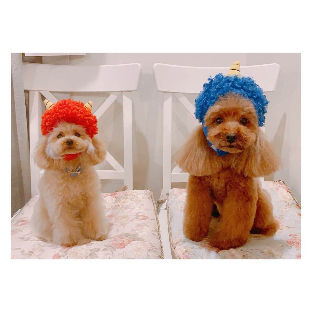 植田早紀のインスタグラム：「青鬼と赤鬼💙👹❤️  #赤鬼 #青鬼 #節分 #toypoodle #tinypoodle #いぬすたぐらむ #パセリとショパン #トイプードル #トイプードル男の子 #トイプードルアプリコット #犬のいる暮らし #dog #dogstagram #癒し犬」