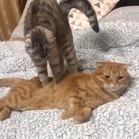 のインスタグラム：「It seems to me that she actually likes it 😅  If you like it pls support with ❤️  Credit: @park_kkone  For crediting issues, pls DM.  Note: we don’t own this video/picture, all rights go to their respective owners. If owner is not provided, tagged (meaning we couldn’t find who is the owner), pls DM and owner will be tagged shortly after.    #kitty #cats #kitten #kittens #kedi #katze #ネコ #貓 #고양이 #Кот #котэ #котик #кошка #cats #catofinstagram #catlover #catsagram #catlovers #cat_features #catlady」