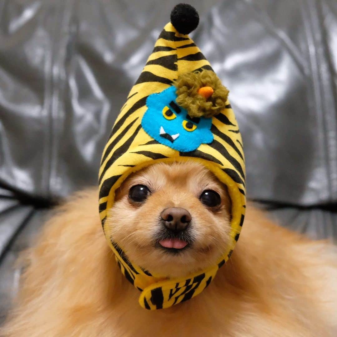 Hanaのインスタグラム：「@happybotan ちゃまに頂いた #ネコ帽factory の青鬼帽 * ネコ帽でも難なく被りこなすポメラニアン * * ブログ更新しました♪ http://kedamakyoudai.blog.jp/ #Pomeranian#pom#pompom#pomstagram#pets#dogs#doglover#dogsofinstagram#dogstagram#Japan#Kawaii#fluffydog#ポメラニアン#犬#いぬら部#節分#포메라니안#もふもふ#鬼#cute#cutedog#funny#funnydog#いぬのきもち#犬と猫#ライブドアインスタブロガー」