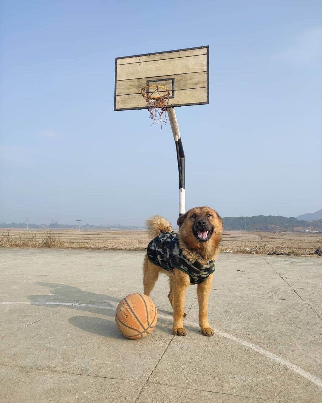 8crapさんのインスタグラム写真 - (8crapInstagram)「“Who wants to play 1x1 with me?” - Want to get featured like him? Join “The Barked Club” on FACEBOOK and post something now! 👉 barked.com - 📷 @tofuisswag - #TheBarkedClub #barked #dog #doggo」2月2日 23時00分 - barked