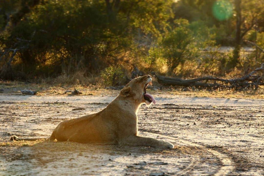 Kevin Richardson LionWhisperer さんのインスタグラム写真 - (Kevin Richardson LionWhisperer Instagram)「It’s not called golden hour for nothing. Two of my favourite times of the day, sunrise 🌅 and sunset 🌇  For me this yawning moment always represents what’s about to unfold. It’s in a sense the beginning of the day for lions. Lions are crepuscular creatures meaning they are most active at twilight however if unsuccessful in hunting during this period will persist through the night and into the morning, resting frequently. That being said I’ve seen some of the most spectacular hunts in broad daylight. Taking opportunities when they present themselves is the key to success if you’re a lion and for that matter a human too! • • • • • #crepuscular #lioness #lion #lions #goldenhour #twilight #sunset #sunrise #opportunist #opportunity #opportunistic #yawn #catyawn」2月2日 23時16分 - lionwhisperersa