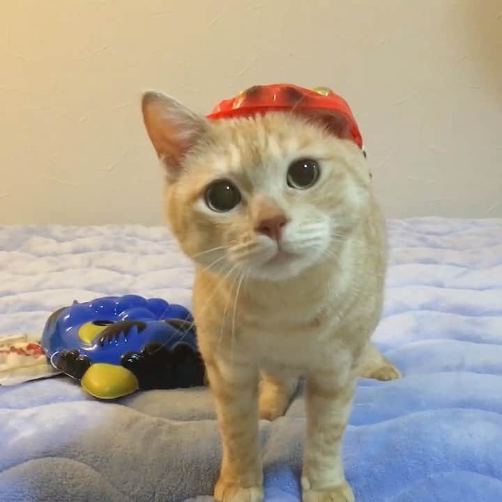 ruiruiのインスタグラム：「鬼役の福ちゃん（2017/02/03） . . 節分の日に鬼のお面つけて鬼役になってもらった懐かしい動画です👹 . いつもたくさんのコメントをありがとうございます🙏🏻 . . . #生前の福ちゃん #福ちゃんはお星様になりました #猫 #ねこ #にゃんこ #茶トラ #保護猫 #cat #cats #ilovecats #ilovemycat #instacat #Instagramcats #bestcats_oftheworld」