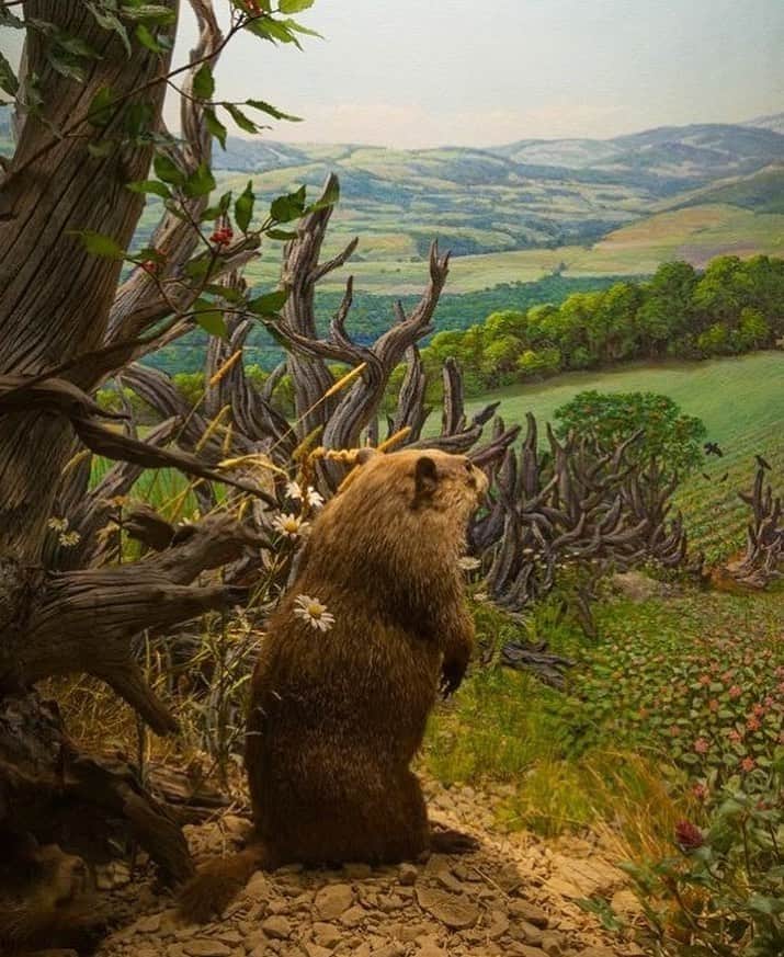 アメリカ自然史博物館のインスタグラム：「Happy Groundhog Day! Today, everyone will be waiting to see if these stout members of the squirrel family will see their shadows and (unscientifically) predict six more weeks of winter. The Groundhog diorama in the Museum's Hall of North American Mammals depicts a groundhog emerging from its burrow to graze on red clover, one of its favorite foods. Groundhogs, also known as woodchucks, spend much of their lives underground—their burrows can have passageways stretching 40 feet (12 meters) or more!  Photo: D. Finnin/© AMNH」