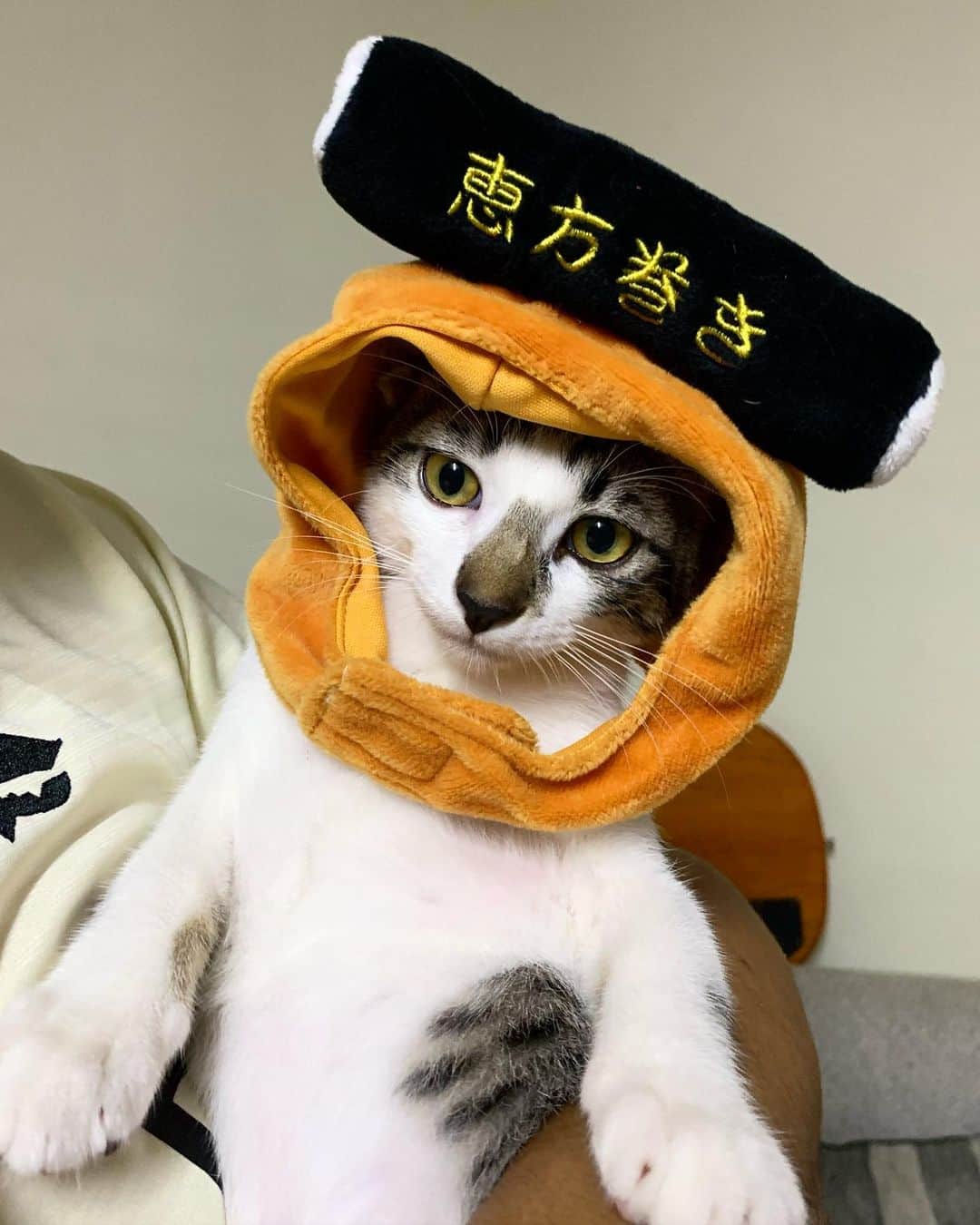 tamatamagoさんのインスタグラム写真 - (tamatamagoInstagram)「Today is the day of Setsubun in Japan☺️ The literal meaning of the word Setsubun is “division of the seasons" Ehomaki is a sushi roll that is believed to be good luck when eaten on Setsubun day☺️Good luck Koala 🎉  🐨みんな見てにゃ！おれ、王様だからってお母さんが冠を👑つけてくれた！思ってたのとちょっと違うけど、これが立派な王様の印にゃんだって🎉だから頑張って記念撮影したにゃ👑すごいにゃろ‼️  コアちゃん😆 ま、そう言うことにしておこうね👑😆 節分を一緒に過ごせて嬉しいよ☺️ずっと元気で幸せでね☺️  #コアちゃんに幸あれ🐨💕 #王様コアちゃん #恵方巻き #節分  2021/02/02  　 #保護猫　#タイ猫　#キジ白 #子猫　#ペコねこ部 #rescuecat #catsofinstagram #cats_of_instagram #catthailand #แมว #แมวไทย #kitten #kittensofinstagram #ลูกแมว #kittenlovers #猫好きさんと繋がりたい　#ねこ　#猫　#ınstagood #保護猫と暮らす」2月2日 23時27分 - tamatamago