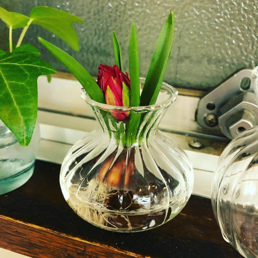 白珠イチゴさんのインスタグラム写真 - (白珠イチゴInstagram)「チューリップのテタテ。 小さい球根が可愛い。 キッチンの窓際に置いています。 ドライフラワー探しに行ったけど、個人的には生花の方が可愛いと思ってこっちを買いました。  #チューリップ  #チューリップ🌷  #テタテ  #テタテチューリップ  #flowers  #flower  #flowerstagram  #japan  #japanesegirl  #花瓶 #小さな球根  #球根  #球根水栽培  #followｍe」2月2日 23時32分 - shiratamaichigo