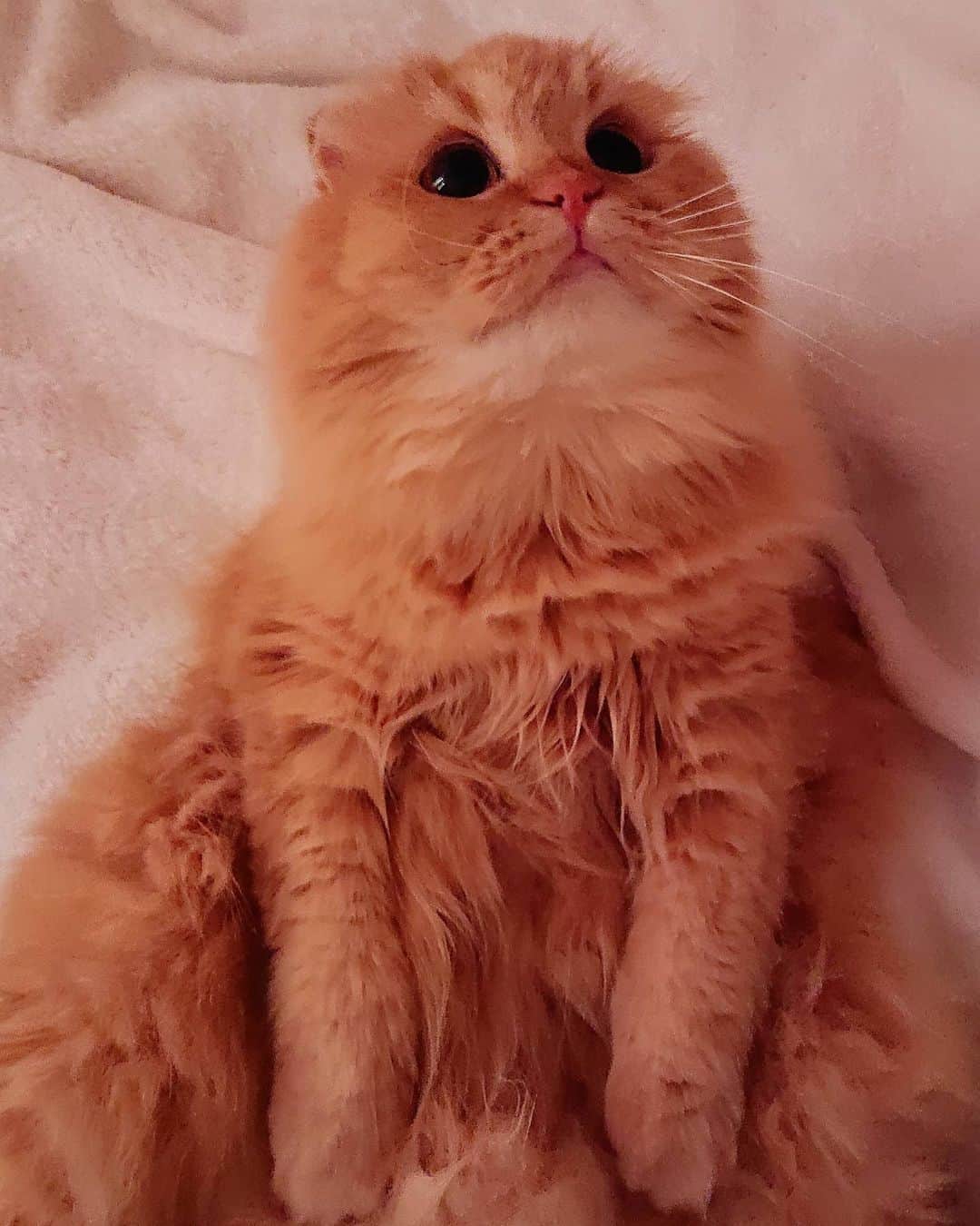 猫山田 Ａ. きなこのインスタグラム：「🐾 あくびのベッドでち 🐾 She is a free and easy cat AKUBI.  🐾 #あくびでち あくびのベッドはひろーいでち おねーたんたちのはチビっちゃいでちよ 独り占めでちよ～ ママしゃんが呆れた顔をしてるでち… よく考えてみるでち ………(数秒真剣な面持ち) 考えるの飽きたでち～ コロリンコでちぃ～～～🎵 🐾 #ママしゃんです 居ないときは必ずここ… ど真ん中にどーん ちょっかい出そうと思ったけど 今日は124年ぶりのずれてる日 ママしゃんも一緒にコロリンコするでち～🎵 🐾 #にゃんすたぐらむ #ねこ部 #ねこすたぐらむ #にゃんだふるらいふ #ピクネコ #picneko #みんねこ #ペコねこ部 #ねこのいる生活 #catsofinstagram #catstagram #catlover #ilovemycat #catloversclub #catsofworld #catsofday #meowed #bestmeow #pleasantcats #pecotv #club_of_cats」