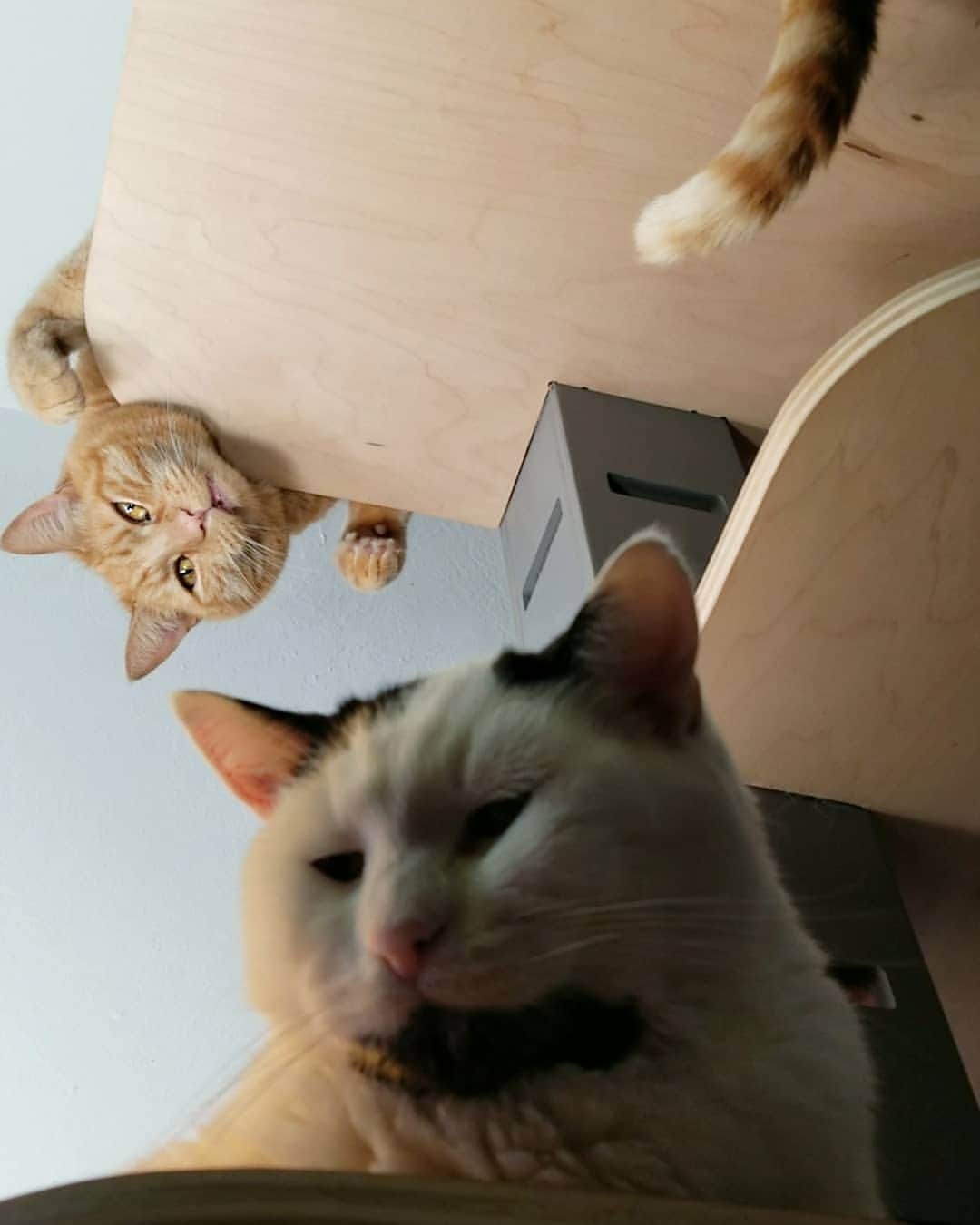 Garyのインスタグラム：「That's not terrifying or anything #ganked」