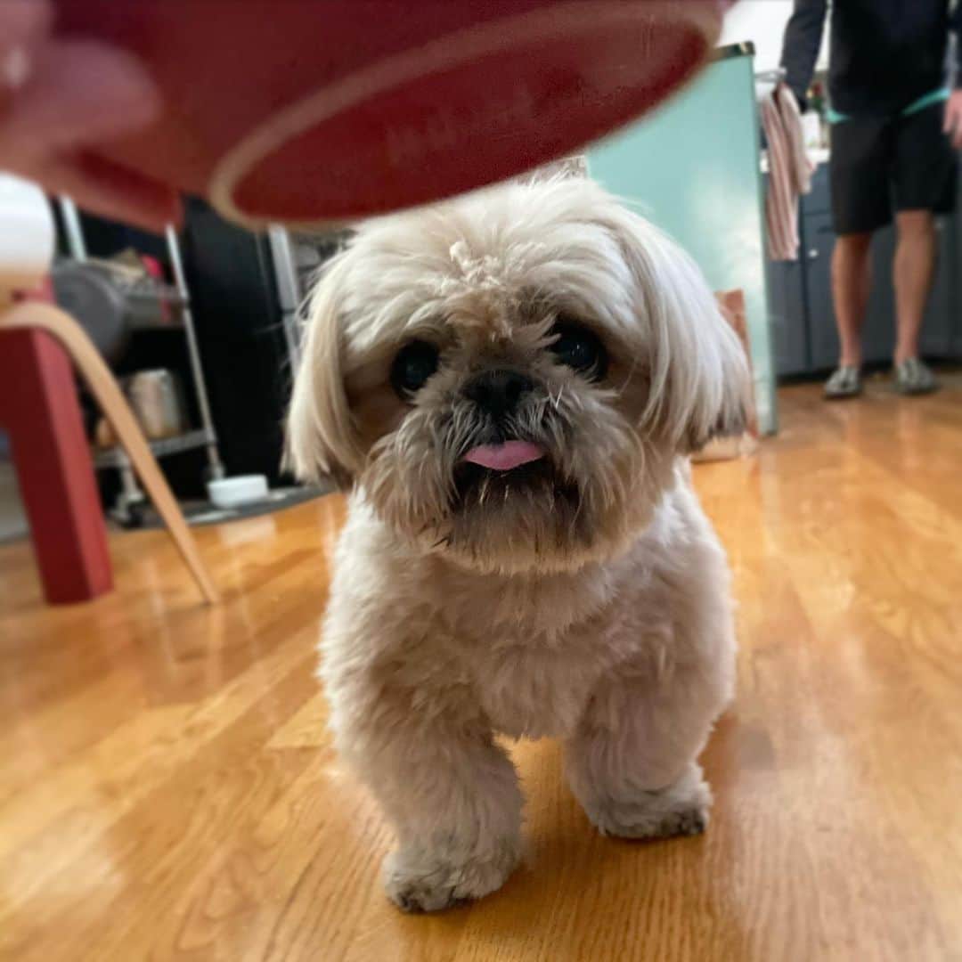 Dougie the Shih Tzuのインスタグラム：「Chow time.」